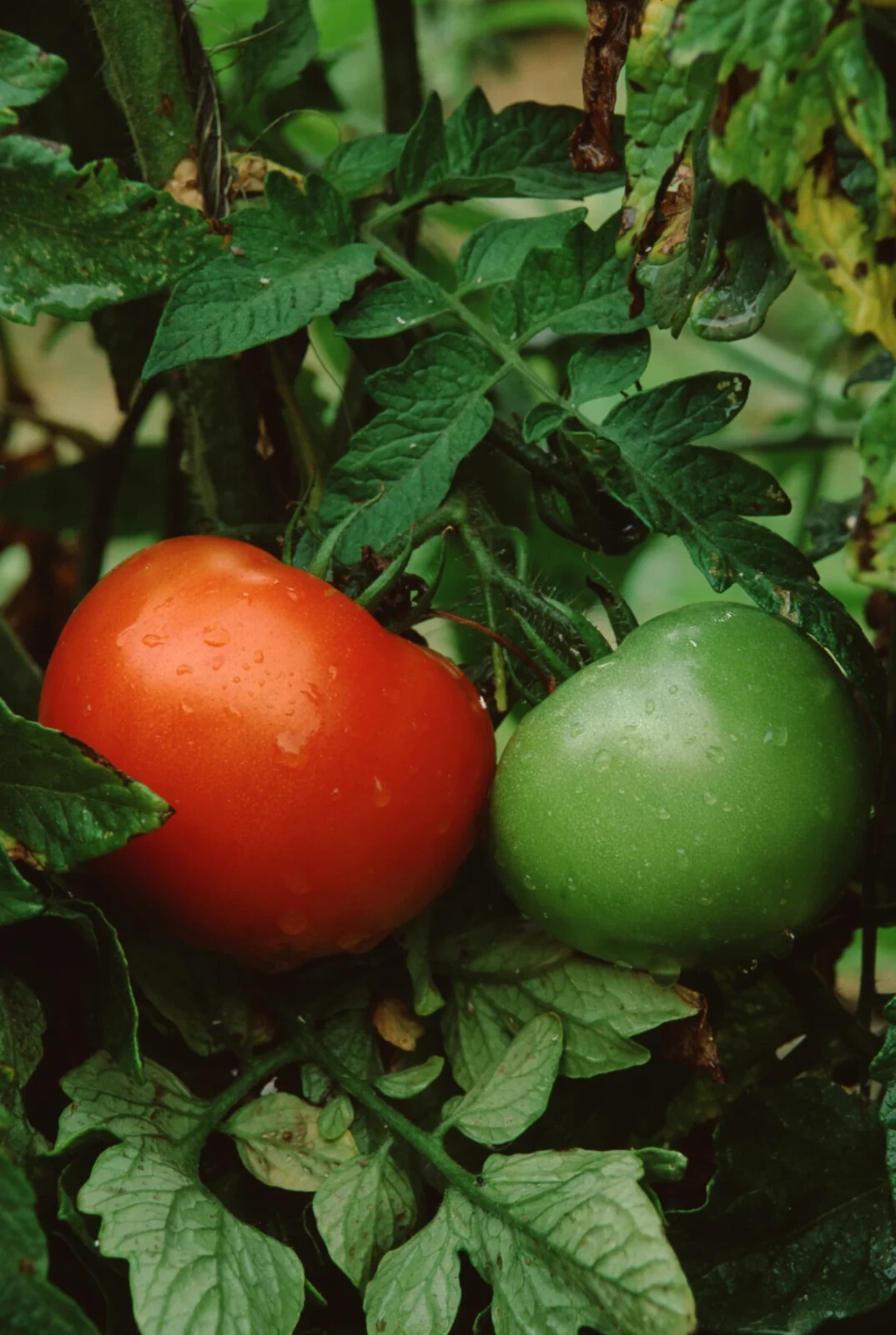Better Boy Tomato Seeds Hybrid Non GMO Vegetable Garden