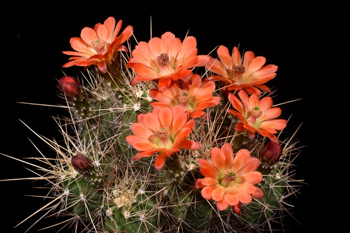Echinocereus Mombergerianus Seeds 5 Seeds Free Shipping!