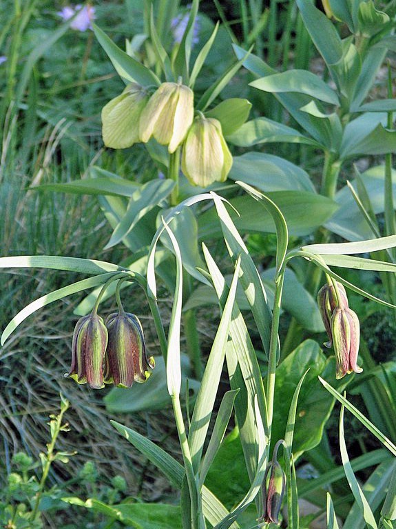 Fritillaria pallidiflora | Siberian Fritillary | 10 Seeds