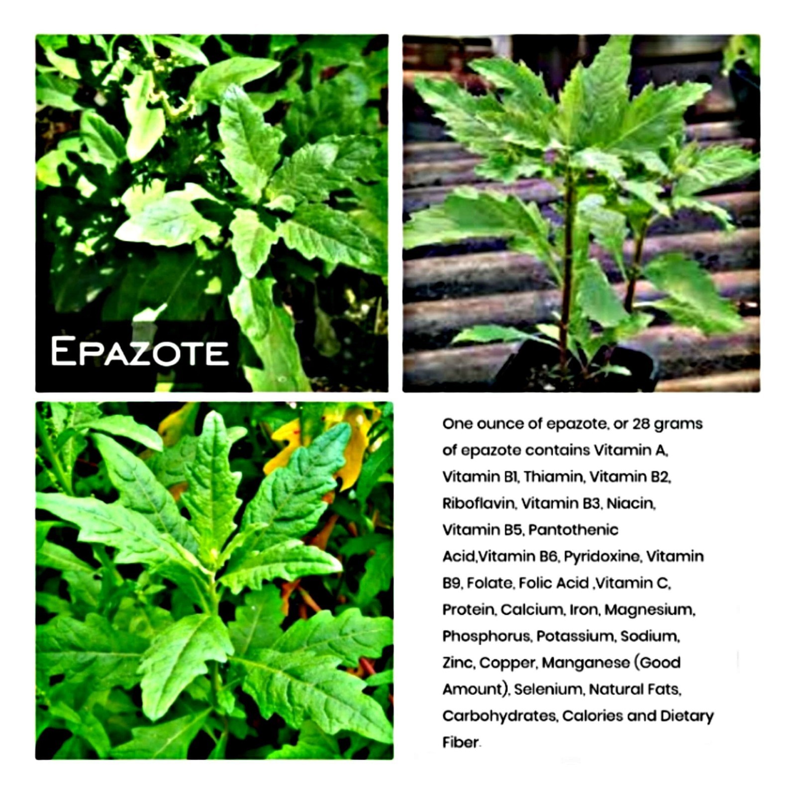 100,000+ Organic Epazote Seeds (1 Oz.)