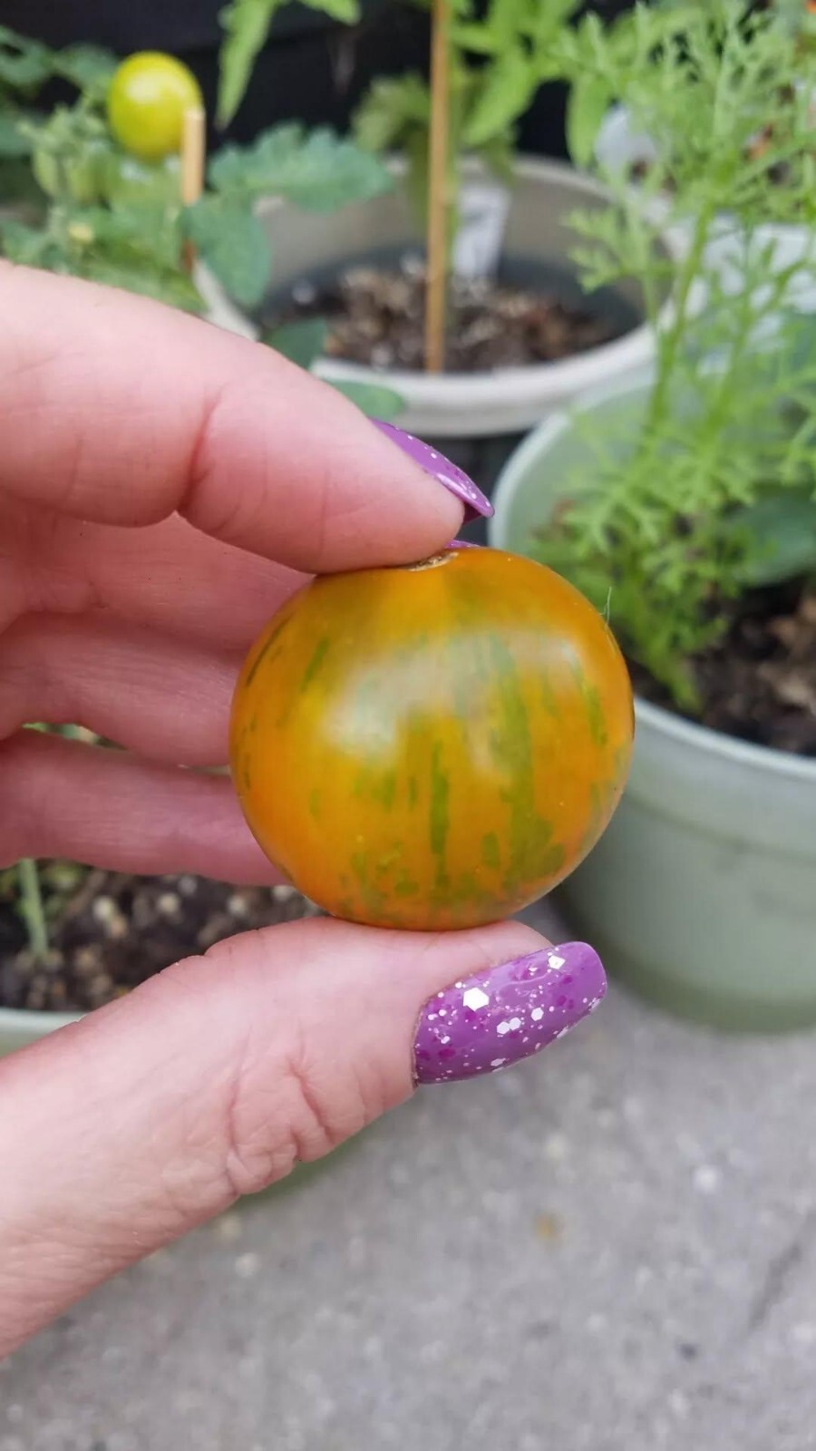 Emerald Flame Micro Dwarf Tomato Seeds 10 Organic Seeds RARE