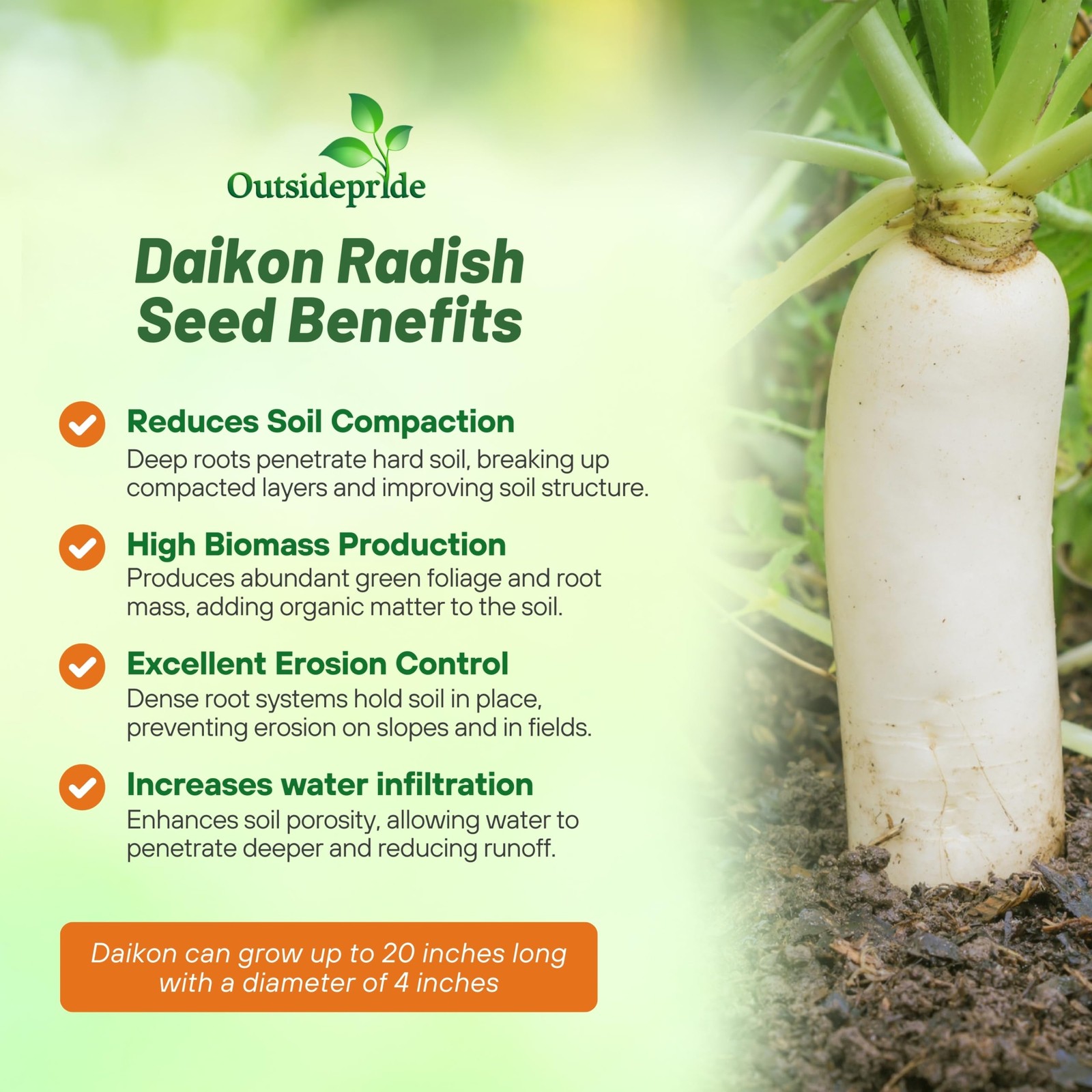 Daikon Radish Seeds – Soil Health, Erosion Control, Cover Crops, and Gardens