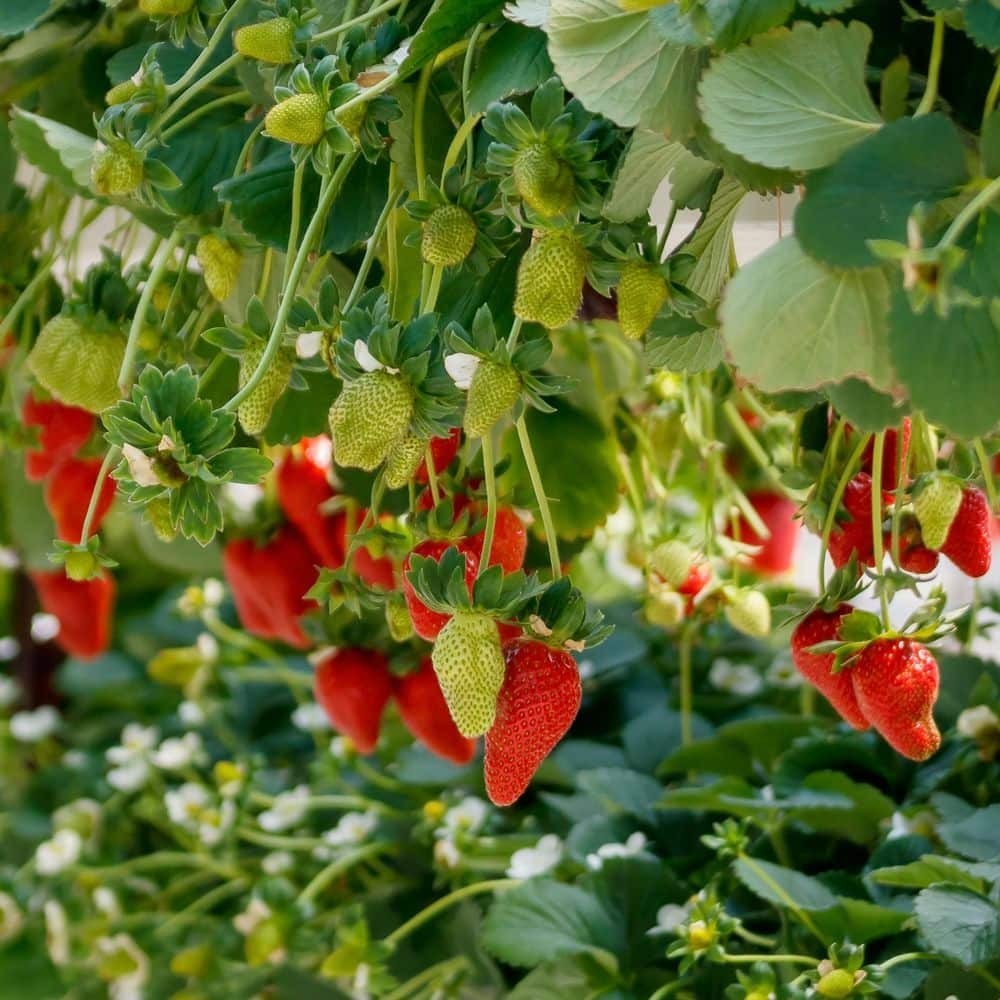 Ever Bearing Strawberries Eversweet Roots (20-Pack)