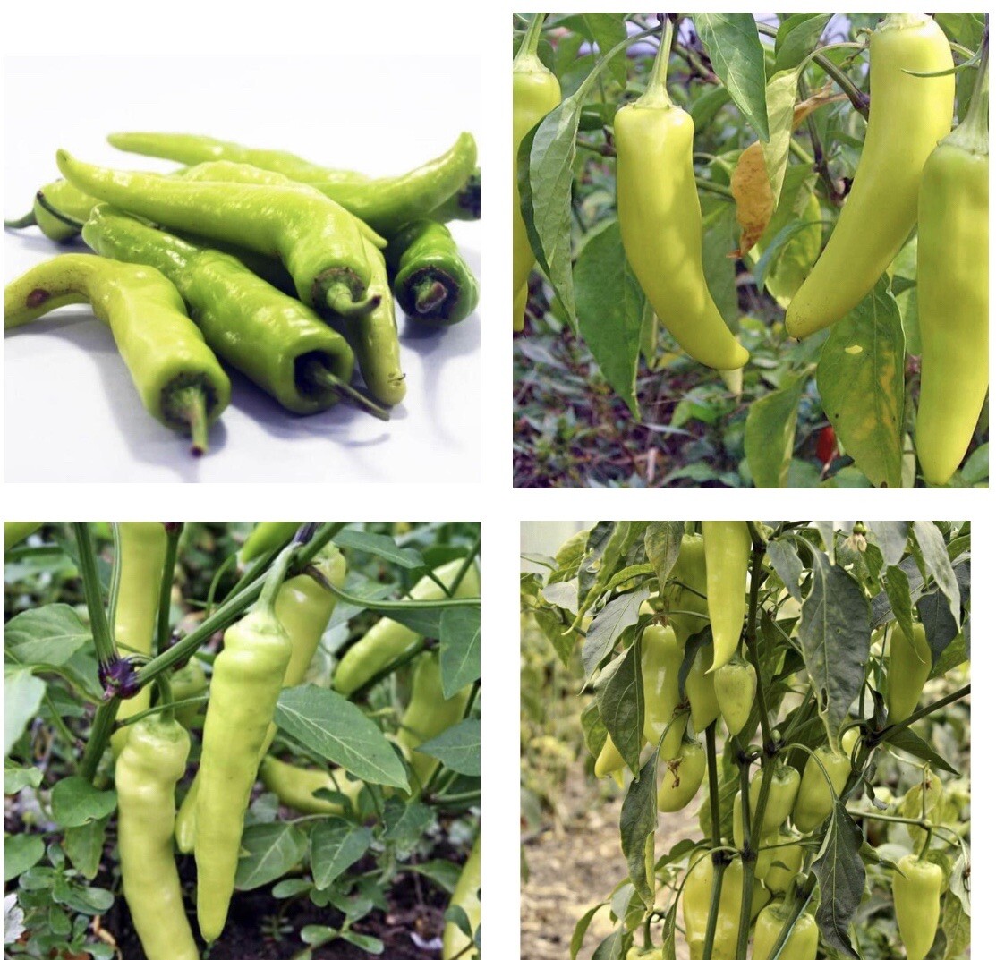 30+Sweet Banana Pepper Seeds || Non-GMO | Free Shipping