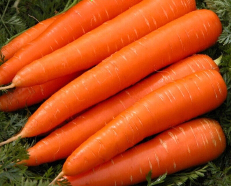 400+ PCS FRESH VIETNAMESE CARROT, Heirloom Non-GMO | 98% GERMINATION |