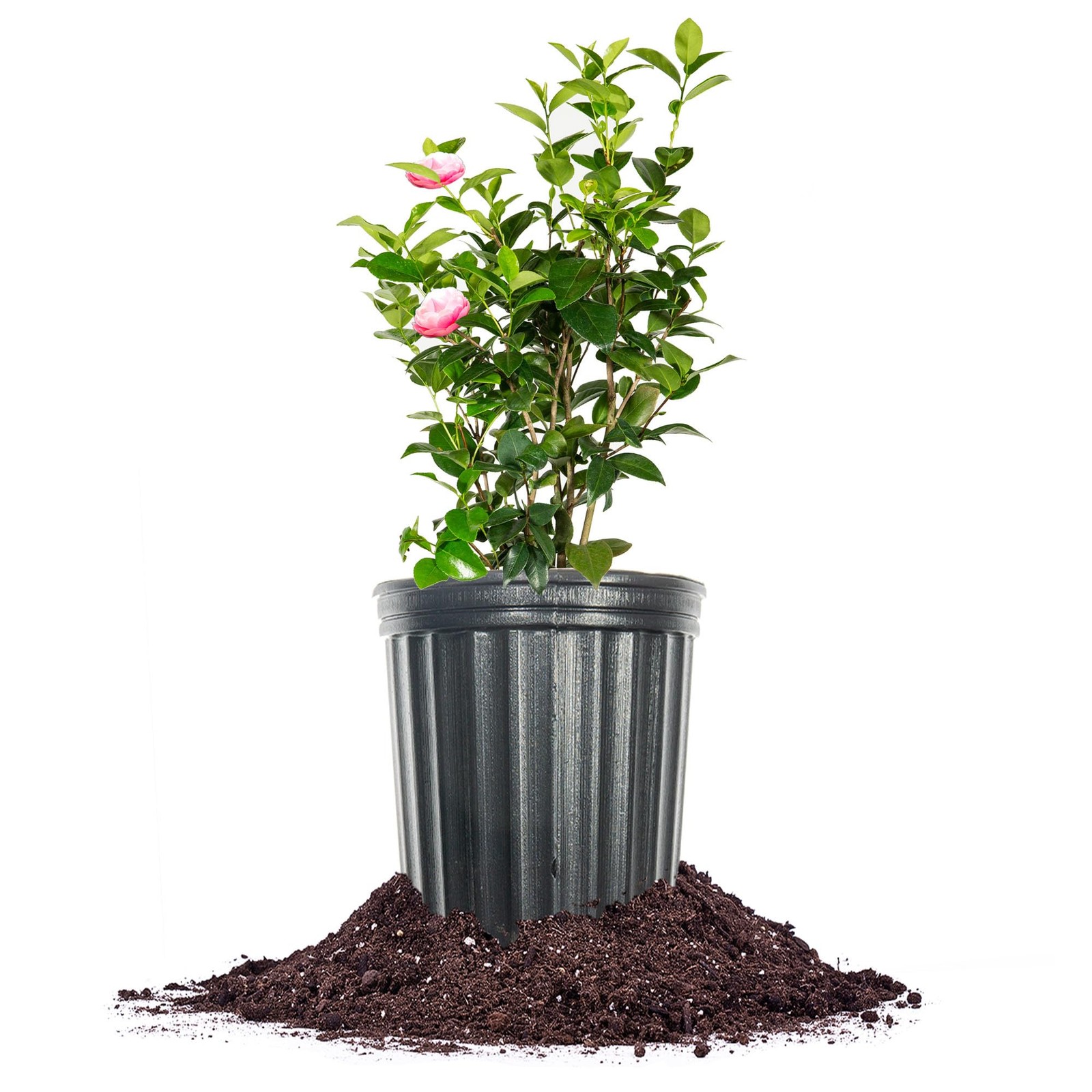 Perfect Plants Pink Perfection Camellia Bush 1 Gallon | Live Shrub for Outdoo…