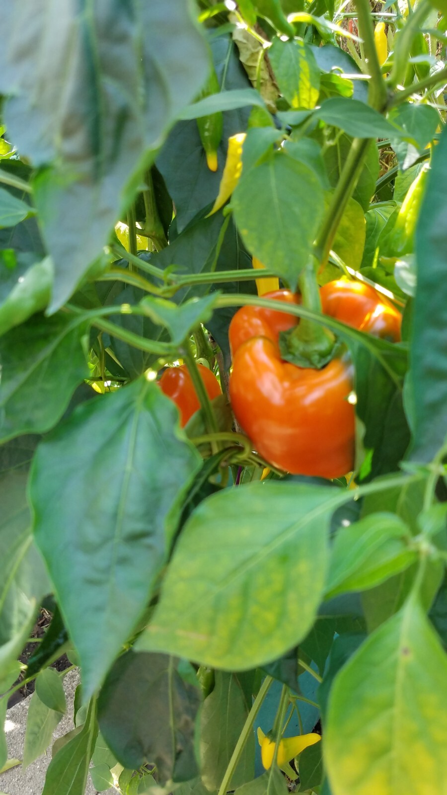 Orange California Wonder Bell Pepper Seed 20