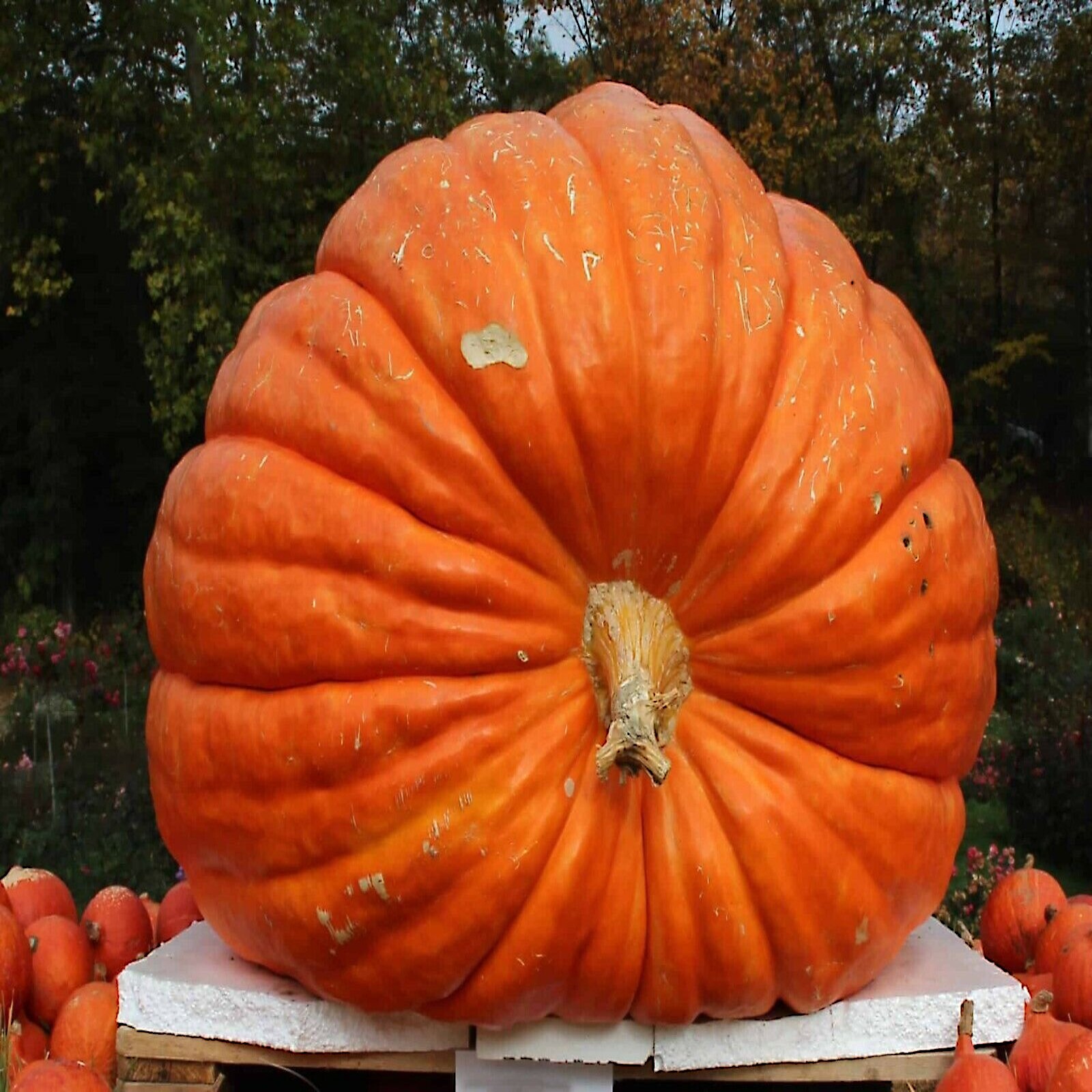BIG MAX PUMPKIN SEEDS NON~GMO Giant Garden Fruit Squash Vine Plant 1-200+ LBS