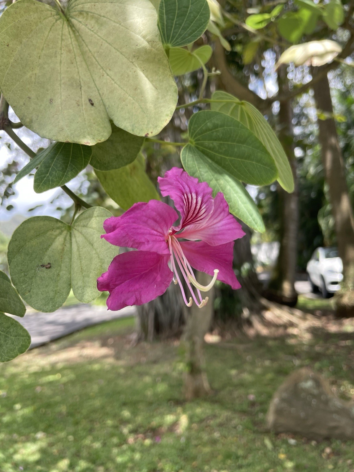 Butterfly Purple Orchid Tree Bauhinia purpurea Hawaii Grown 50 Seeds