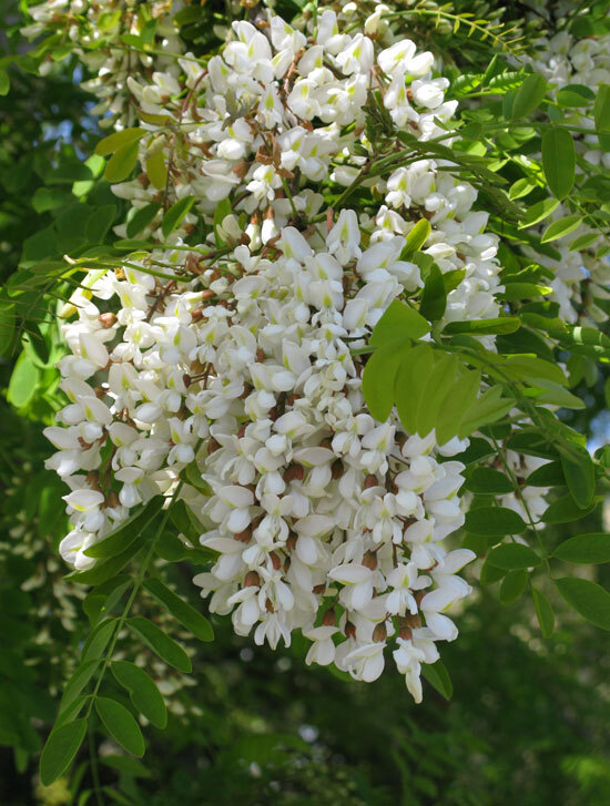 Robinia Pseudoacacia Tree 300 Seeds Fragrant Cold Hardy Black Locust