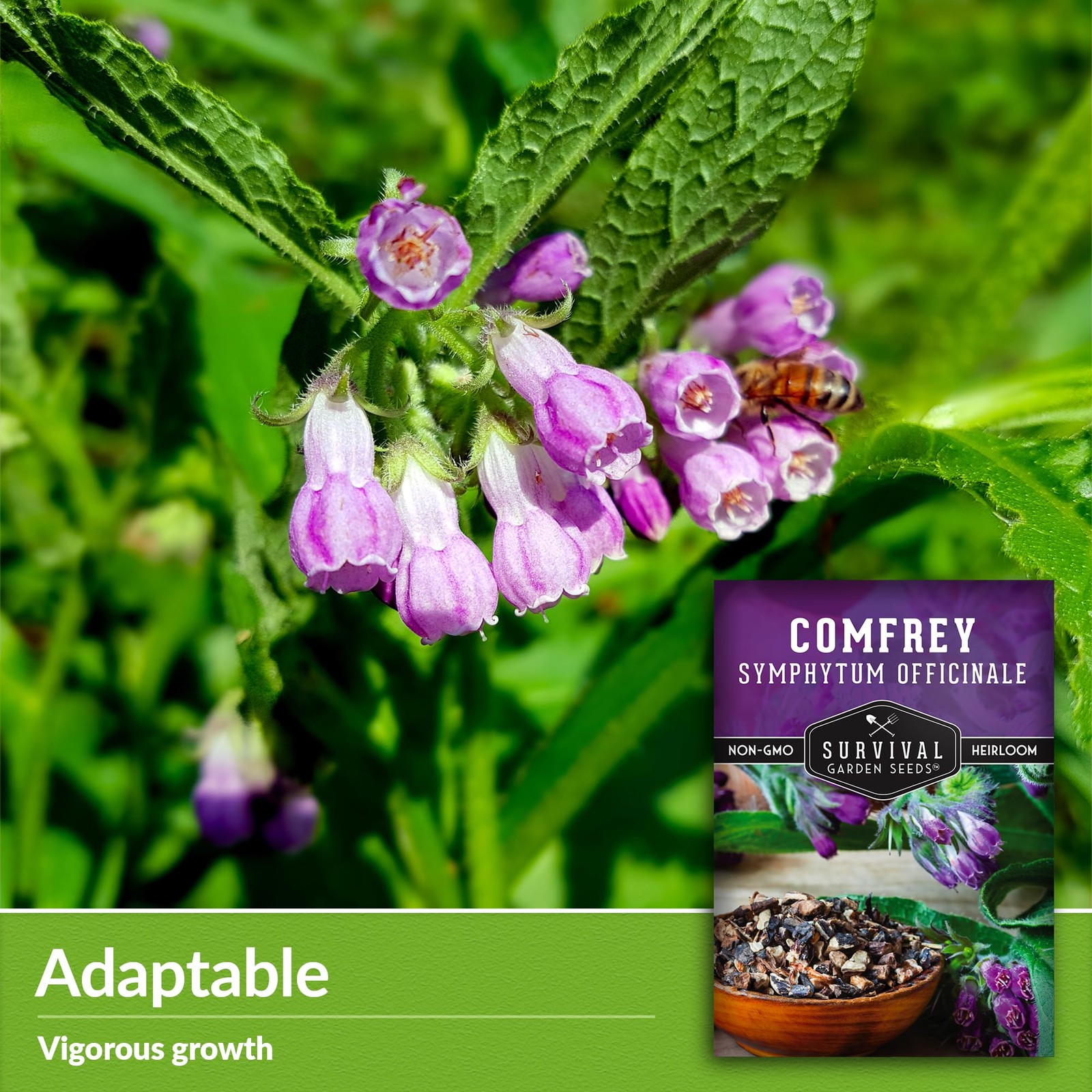 Comfrey Seeds for Planting – Symphytum Officinale Medicinal Perennial Herb fo…