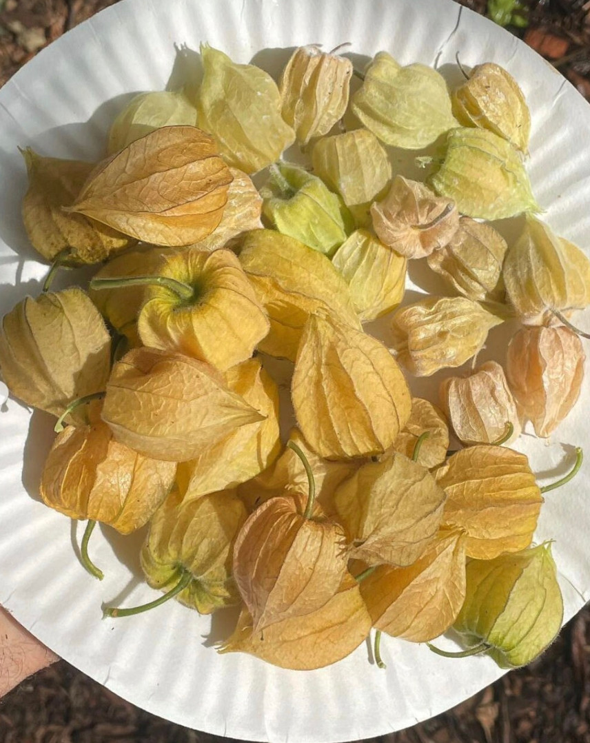 6 cuttings of Goldenberry ‘pineapple’, Physalis peruviana