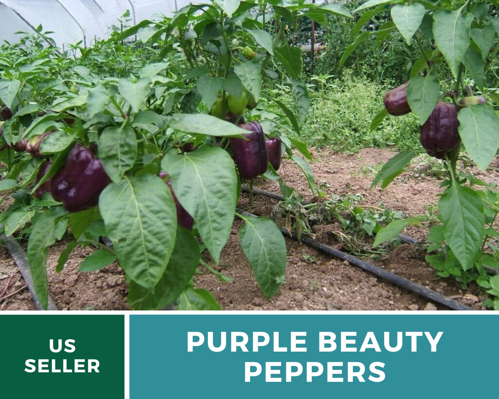 Pepper, Purple Beauty Sweet – 30 Seeds – Easy to Grow – Heirloom – GMO Free