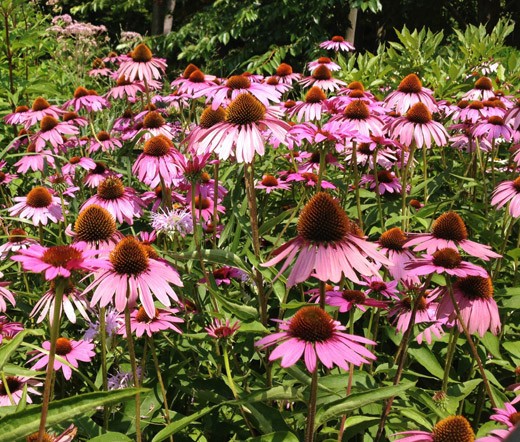 CONEFLOWER PURPLE Echinacea Purpurea – 200 Seeds