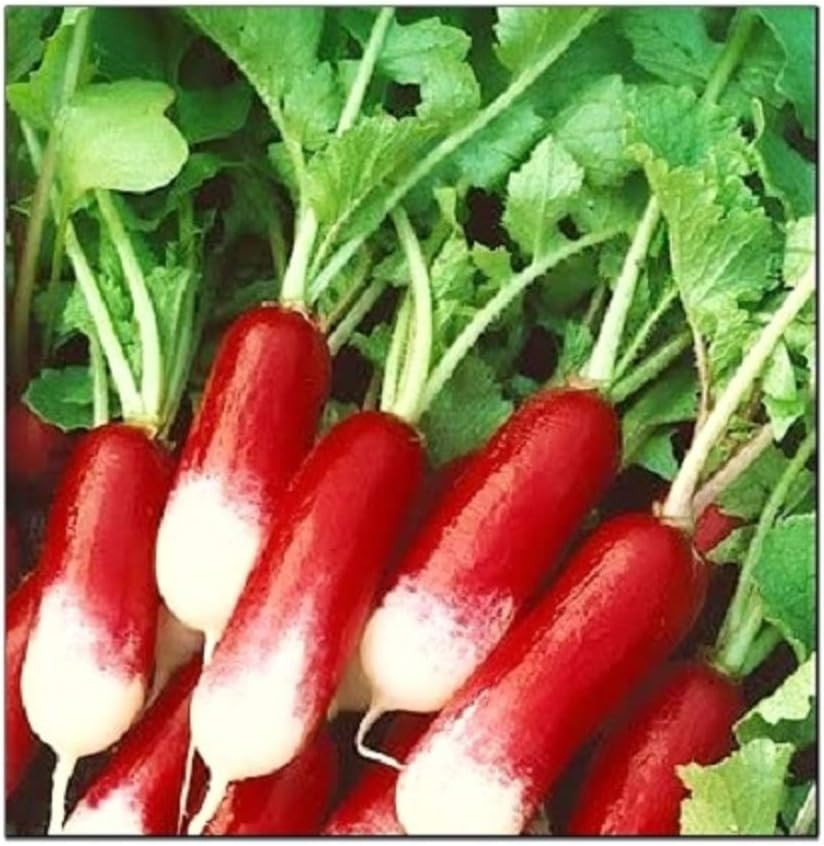 100 French Breakfast Radish Seeds | Non-Gmo | Fresh Garden Seeds