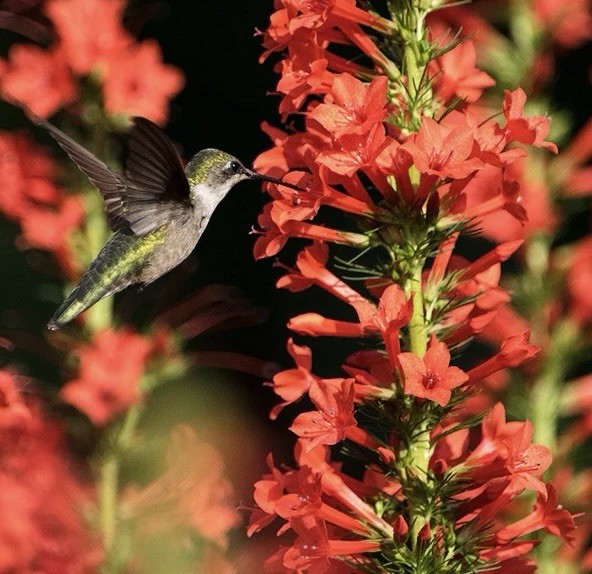100+ STANDING CYPRESS SEEDS (Ipomopsis rubra) – hummingbirds Will Love