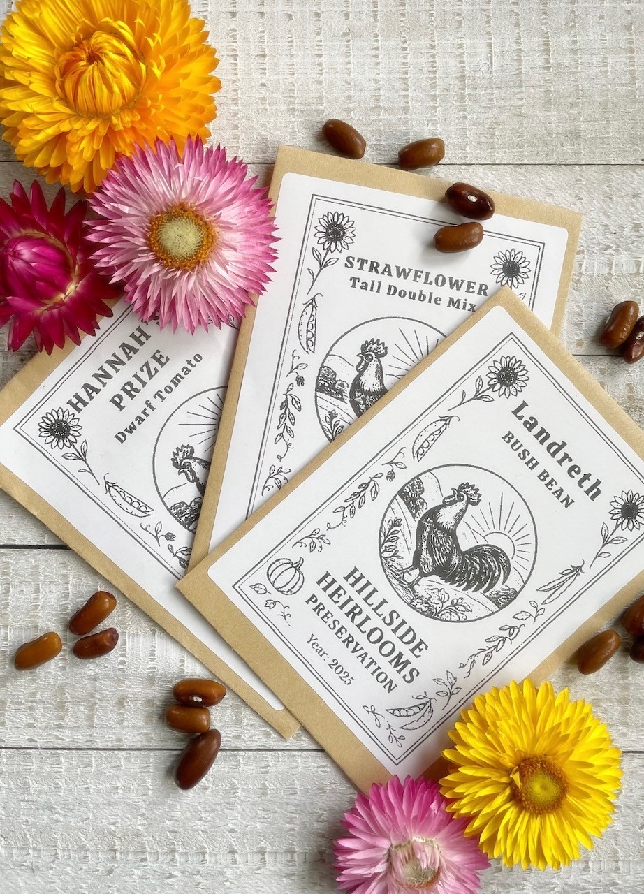 Strawflower – Tall Double Mix Seeds 35
