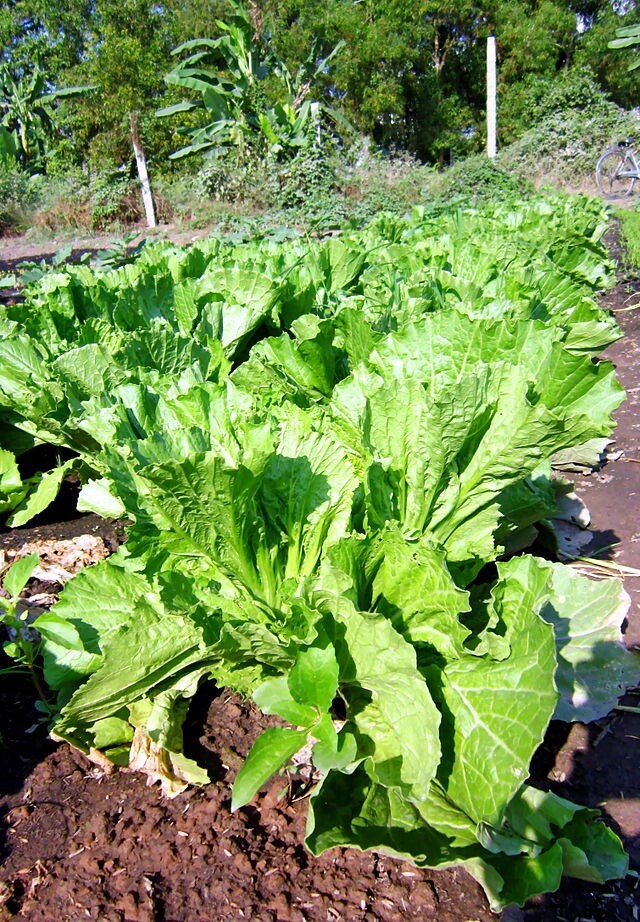 Large Leaf Bamboo GAI CHOI Mustard Green seeds Cai Be xanh La lon 4oz Cải Xanh