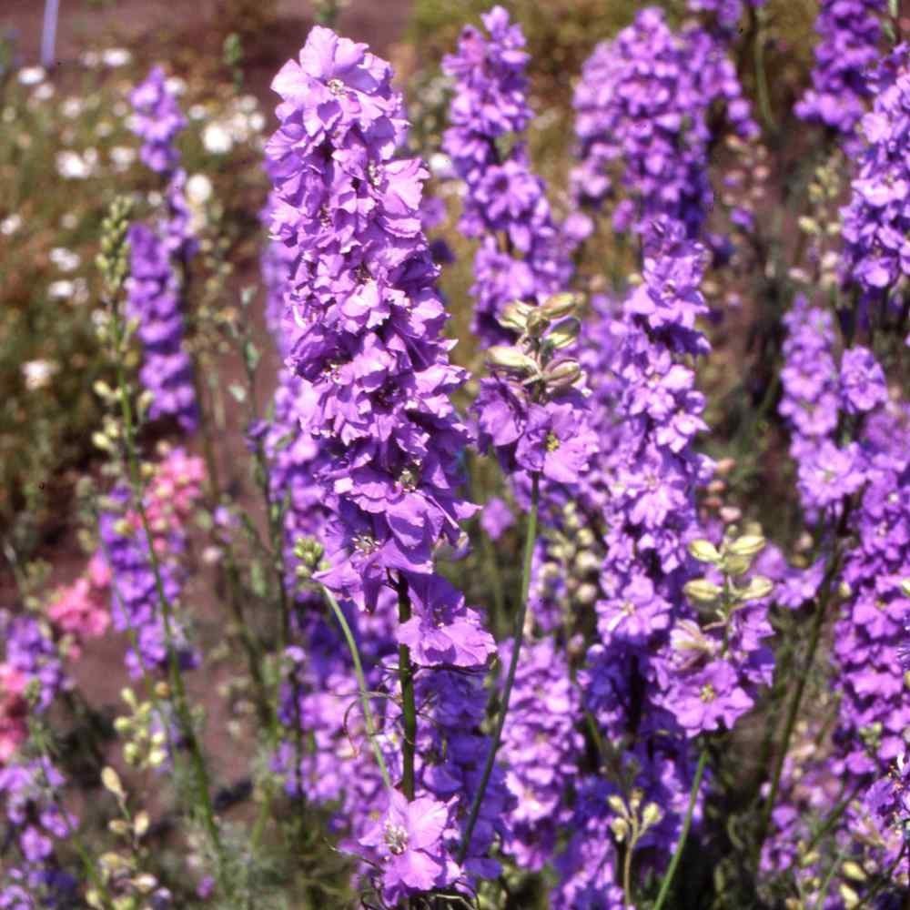 200 Lilac Spire Rocket Larkspur Seeds. Organic. USA Seeds. Ships free