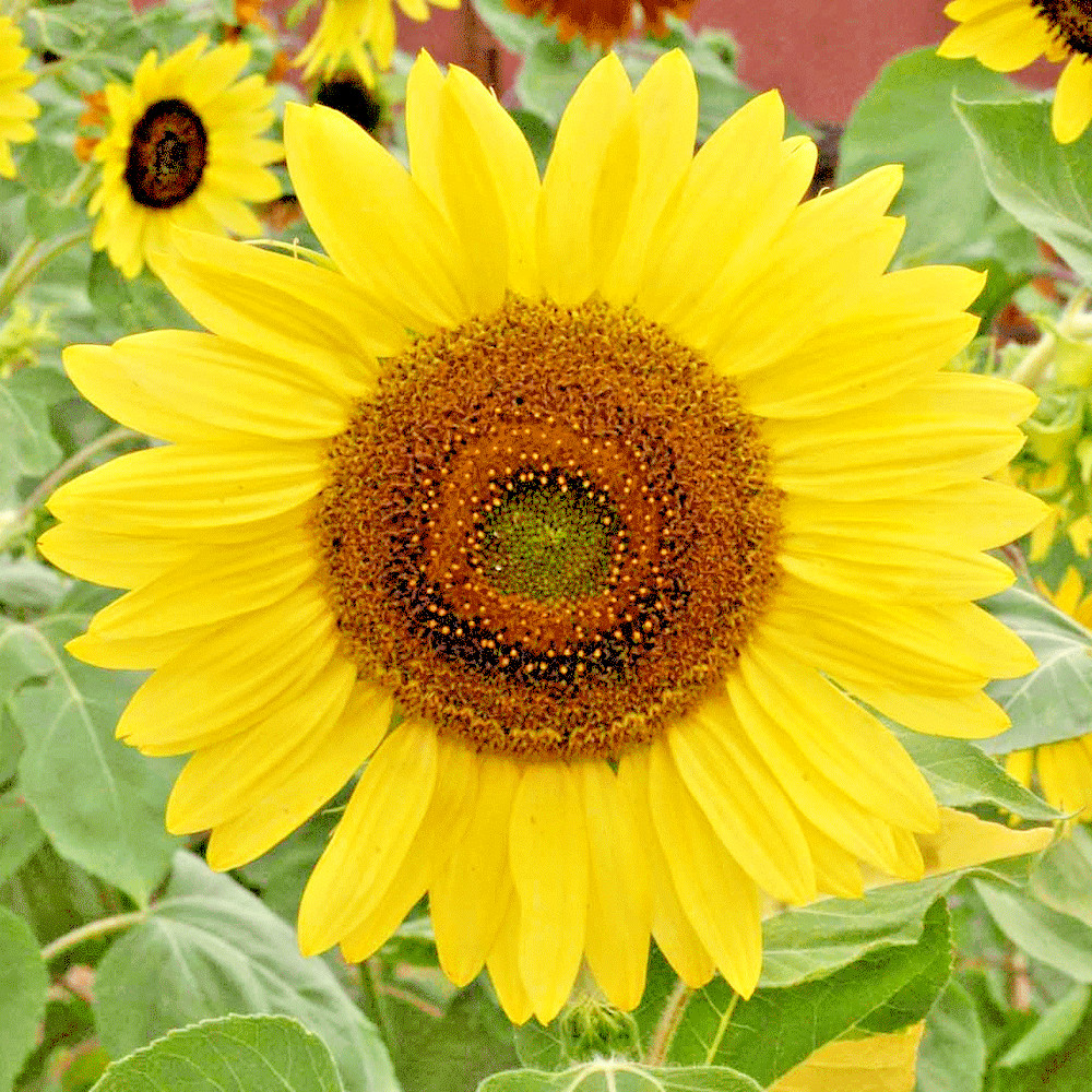 51+LEMON QUEEN SUNFLOWER Seeds Native Wildflower Branching Summer Flower Garden