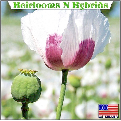 5,000 Stratified Organic Tasmanian Poppy Seeds P Somniferum For Planting Non-GMO
