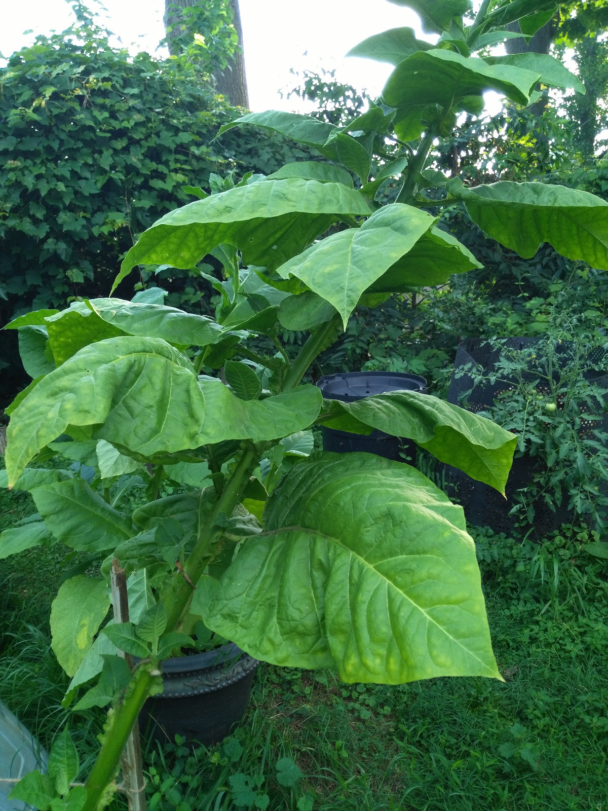 RARE TURKISH BURSA TOBACCO 2000+ SEEDS 0.2GR FRESH 2023 SNUFF CIGARETTE PIPE