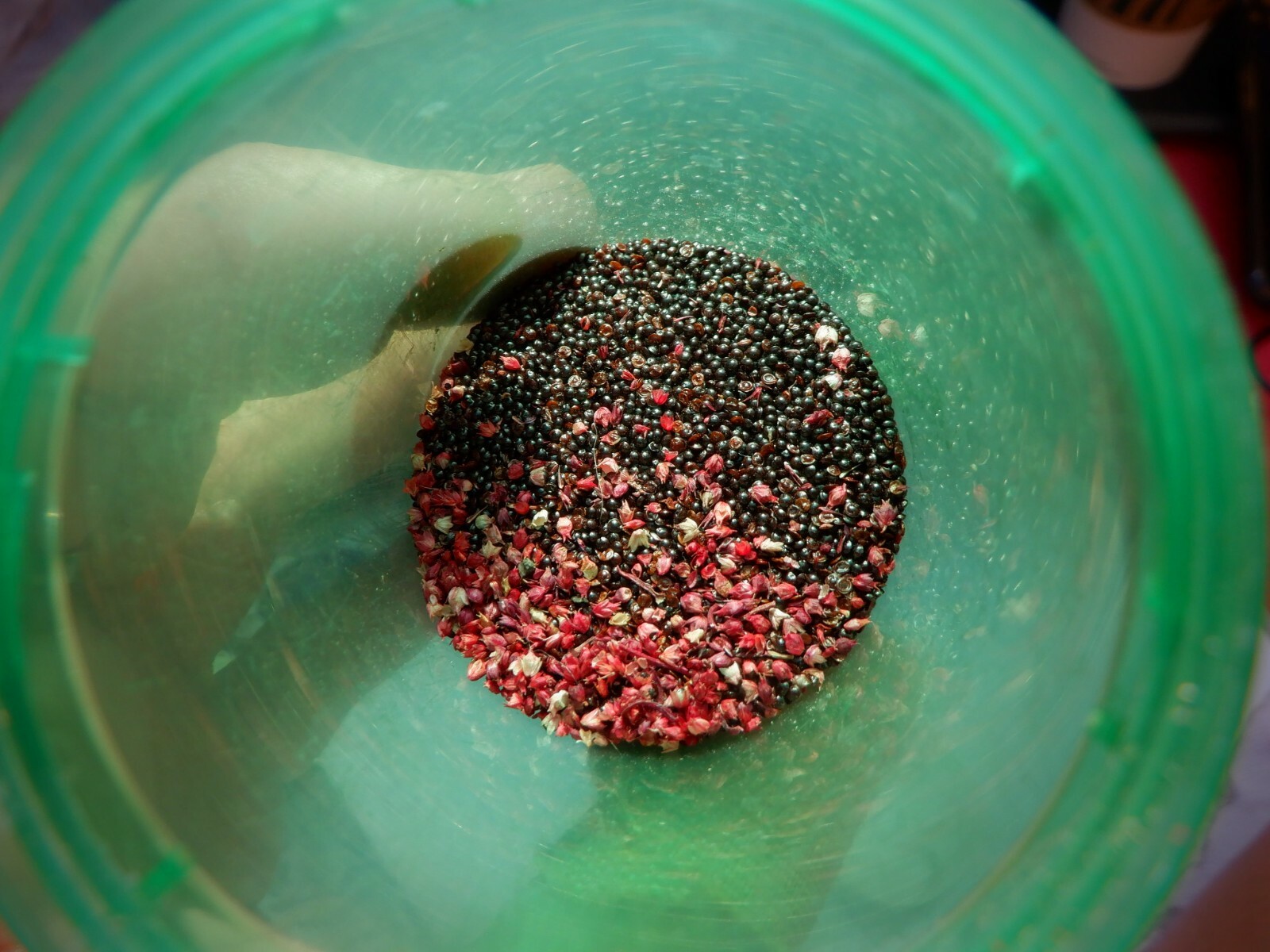 Amaranthus Cruentus, HOPI Natural Red Dye, AMARANTH Seed, 500+ Heirloom Seeds