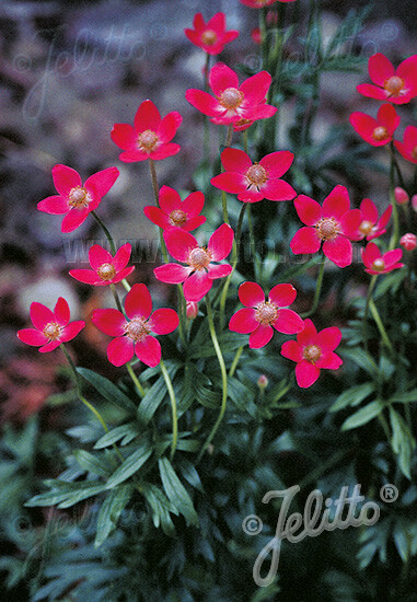 Anemone multifida Rubra 1,000 seeds