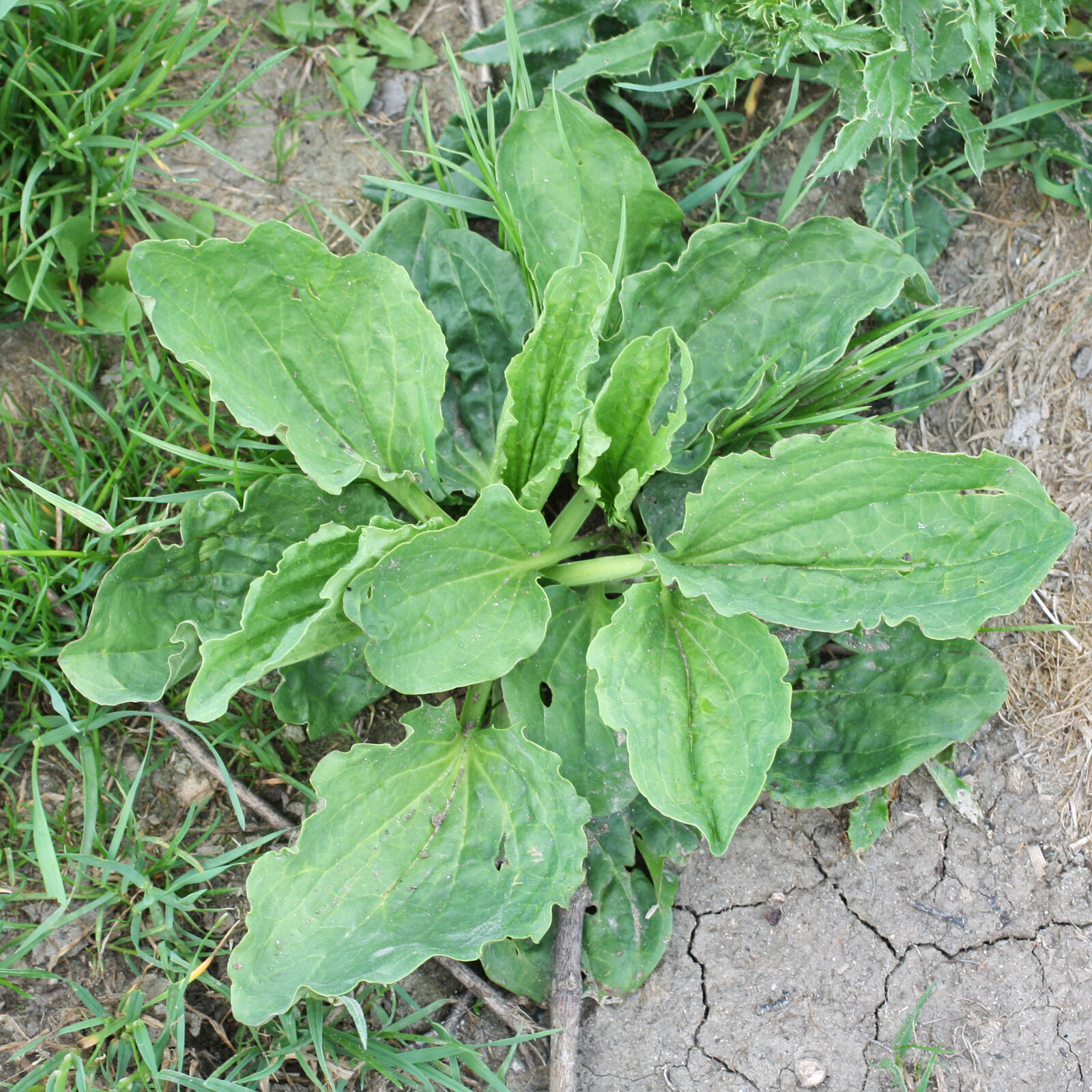 Pennsylvania–Organic Broadleaf Plantain Seeds~Plantago major +100 seeds Non-GMO