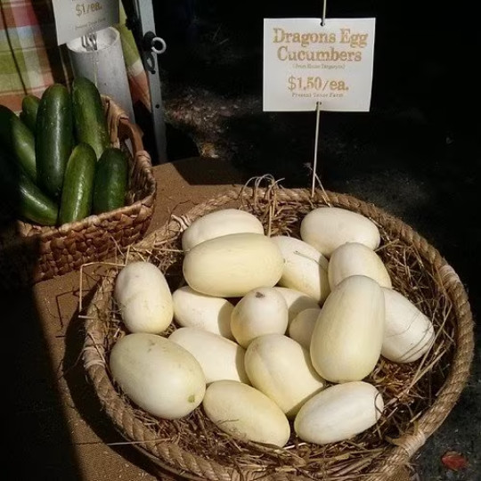 100 DRAGON’S EGG Cucumber seeds; sweet flavor & cute novelty!!!