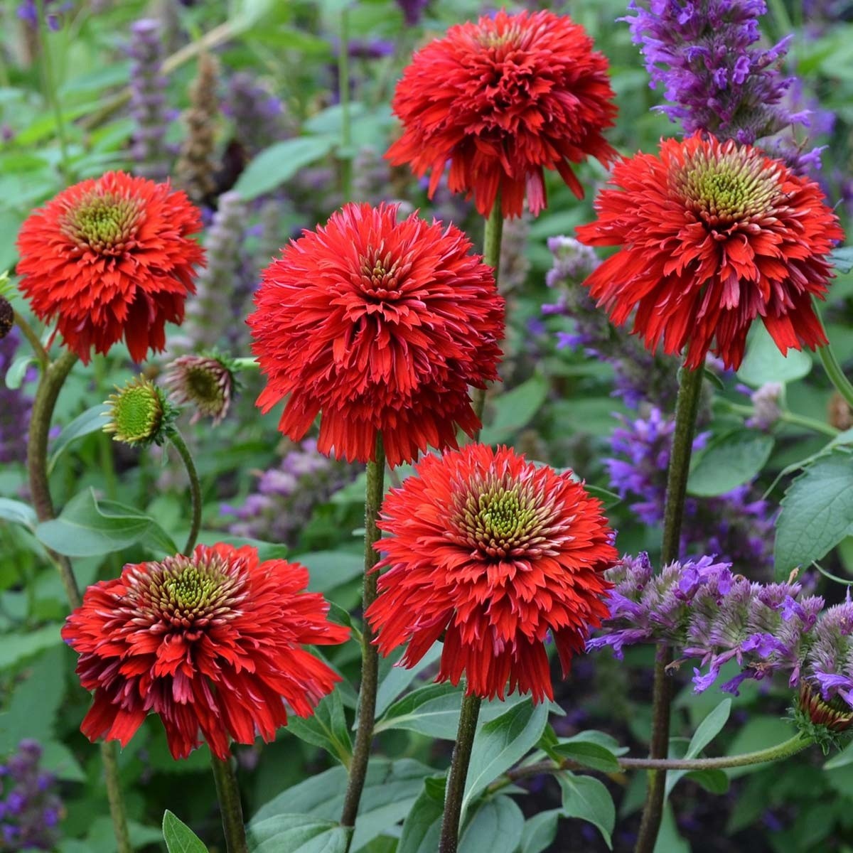 50 Sangrita Coneflower Seeds Echinacea Perennial Seed Flowers US SELLER