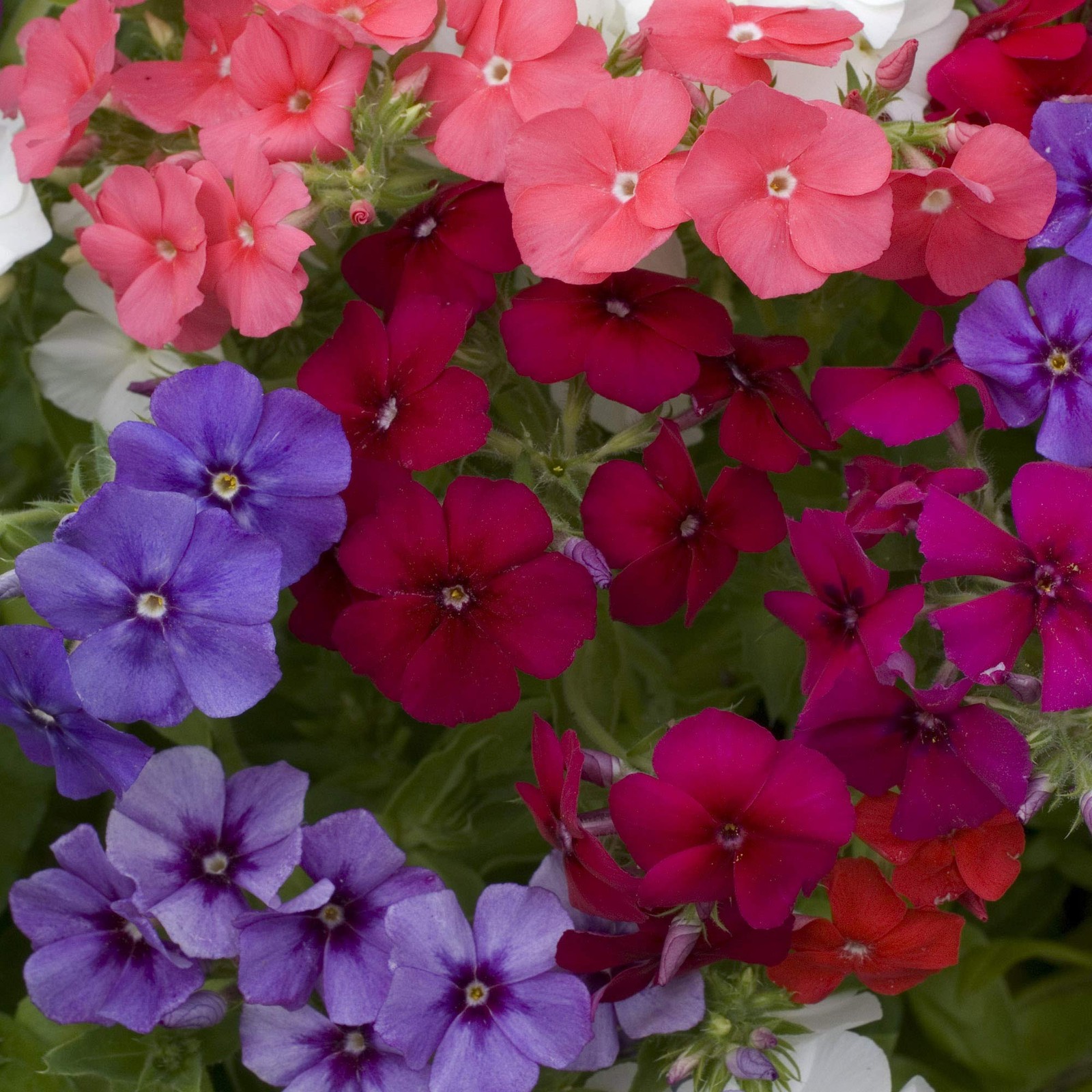 Mix Phlox Seeds – 1000 Pcs Annual, Compact & Self-Seeding Flower Seeds for Pl…