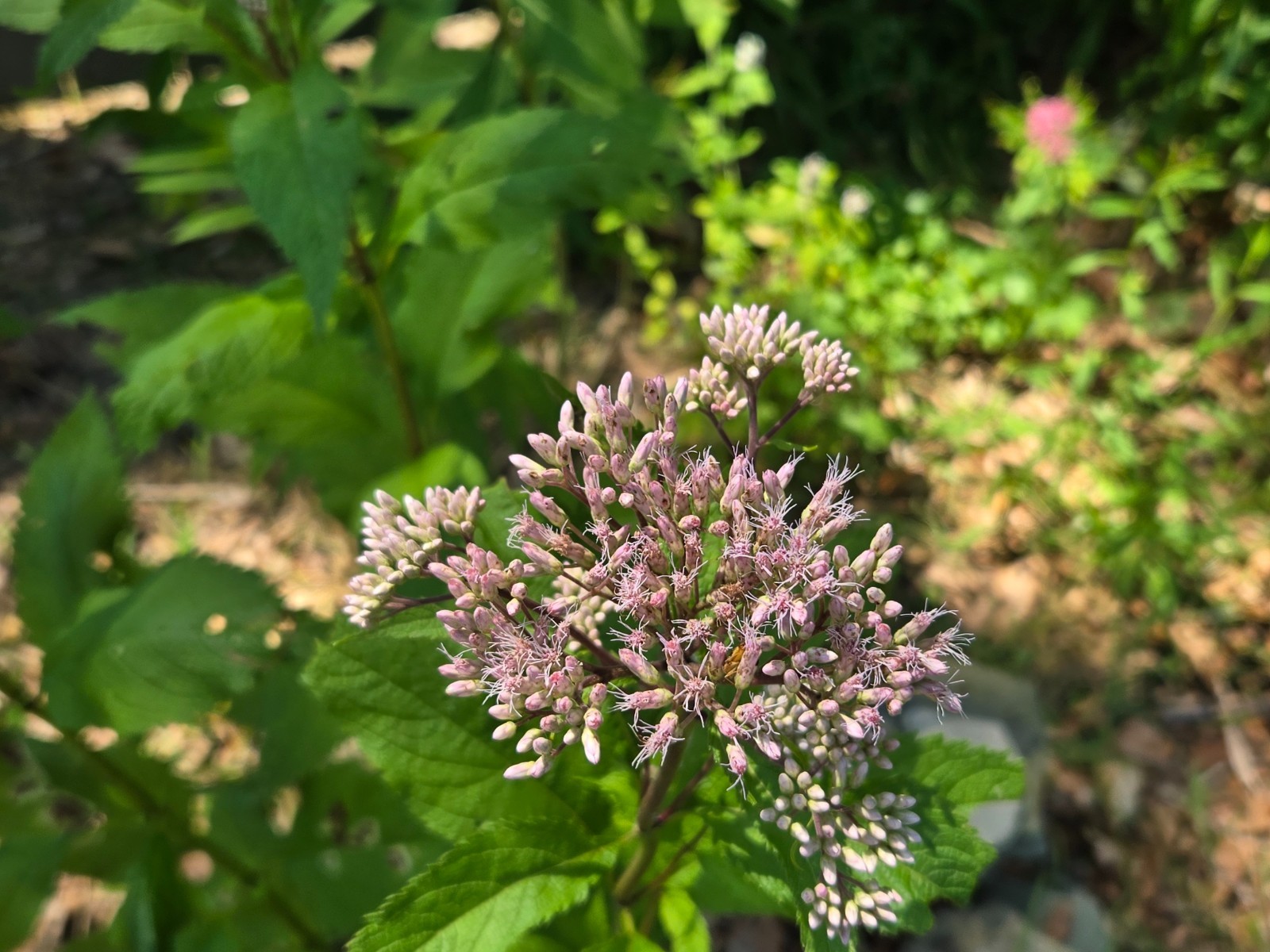 1 GRAM + SPOTTED JOE PYE WEED SEEDS/NATIVE/Eutrochium Maculatum/Native US Plant