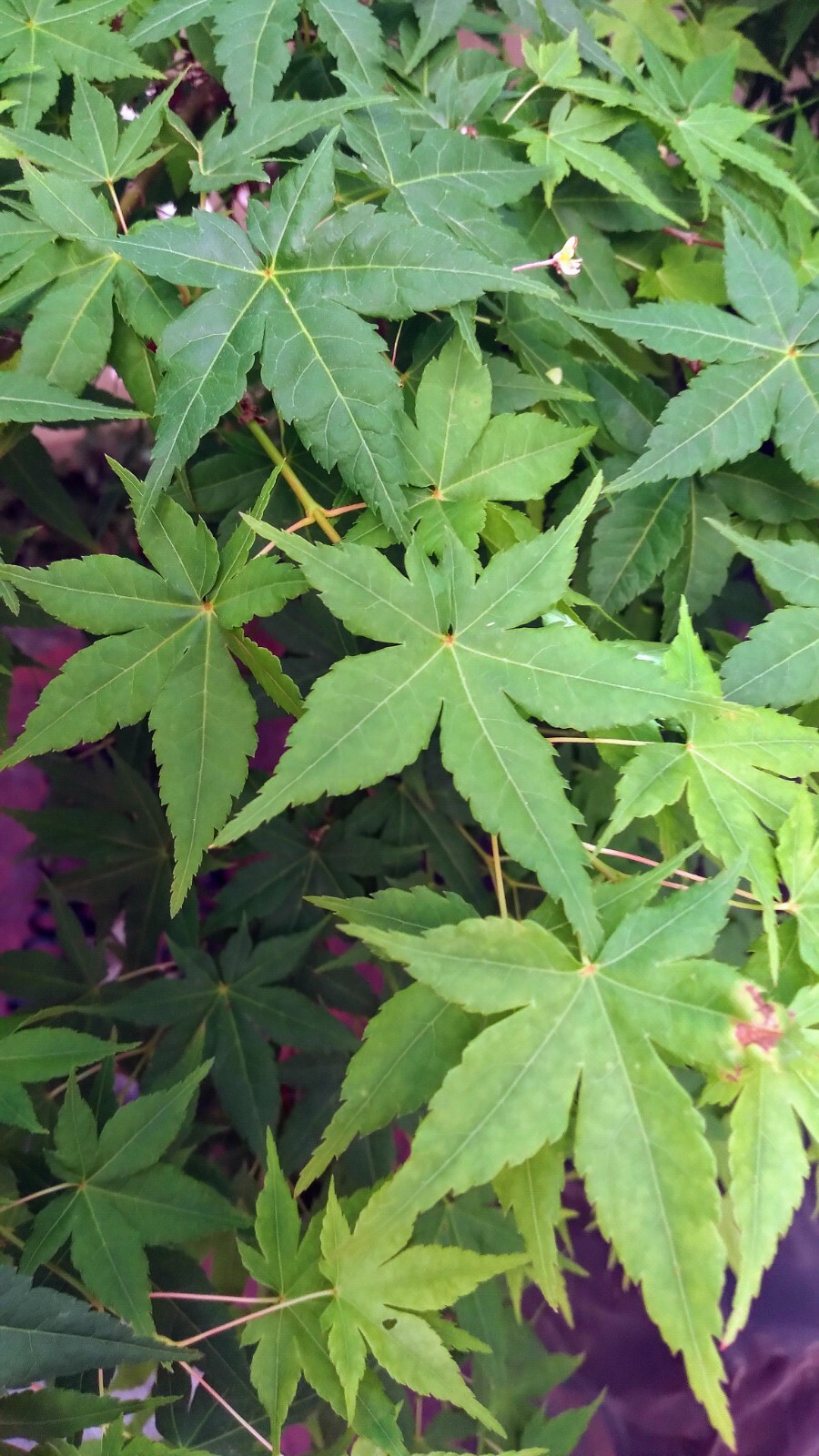 Japanese Maple Tree Seeds, Qty: 30, Green Leaves, Acer Palmatum