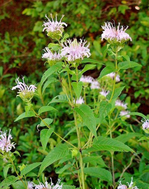301+WILD BERGAMOT Flower Seeds Monarda Native Wildflower Garden Container Easy