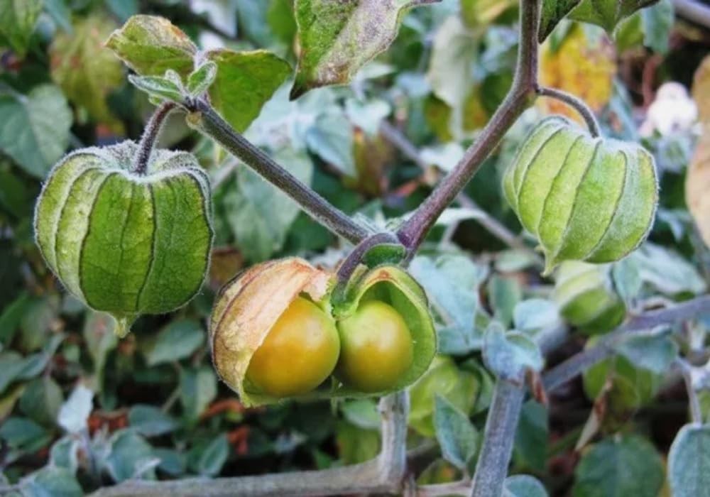 100PCS Cape Gooseberry Seeds Rare Fruit Spring Ground Cherry-Heirloom Seeds