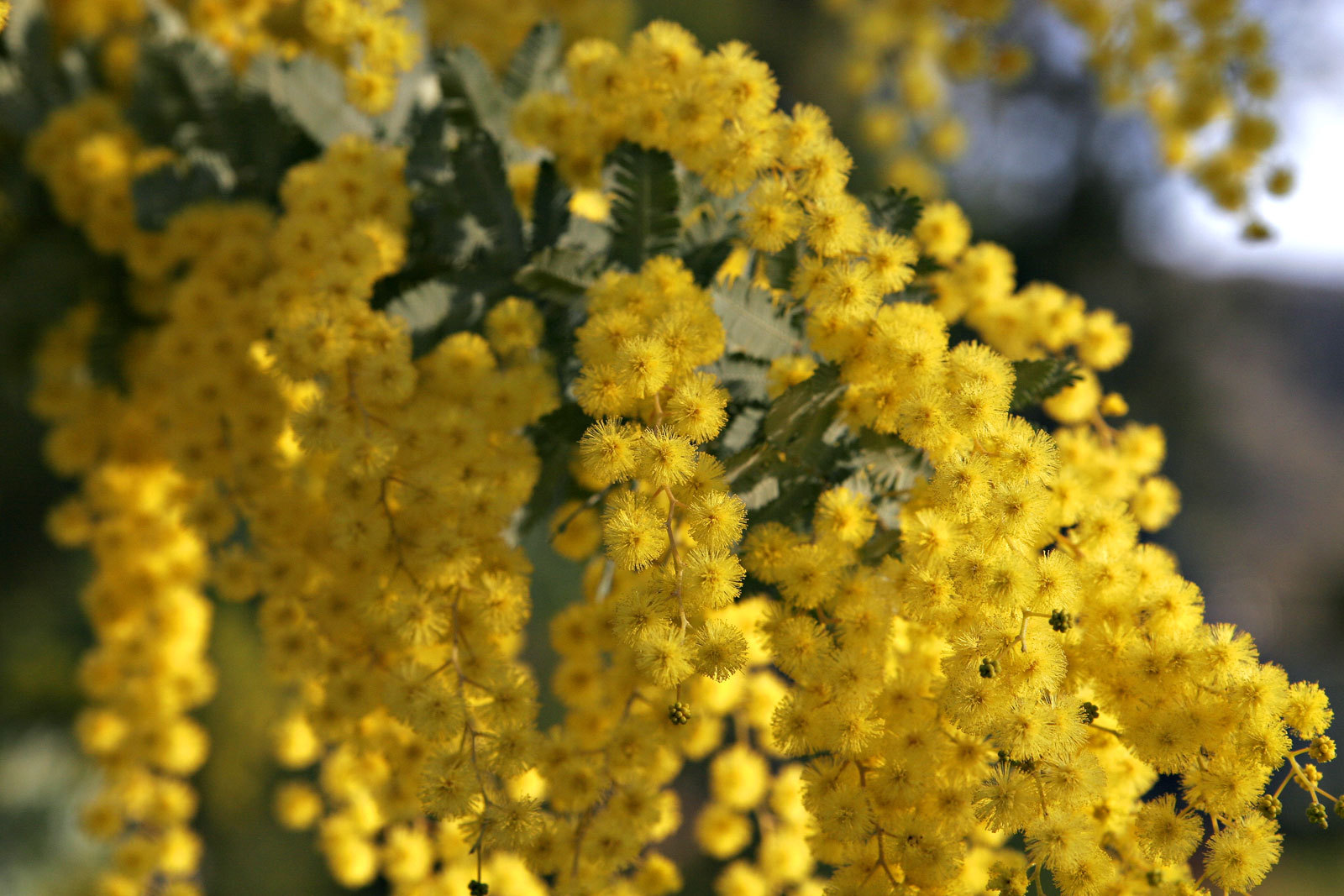 Acacia Baileyana Seeds – Golden Mimosa – Yellow Wattle Tree – 10, 25, or 50 Seed