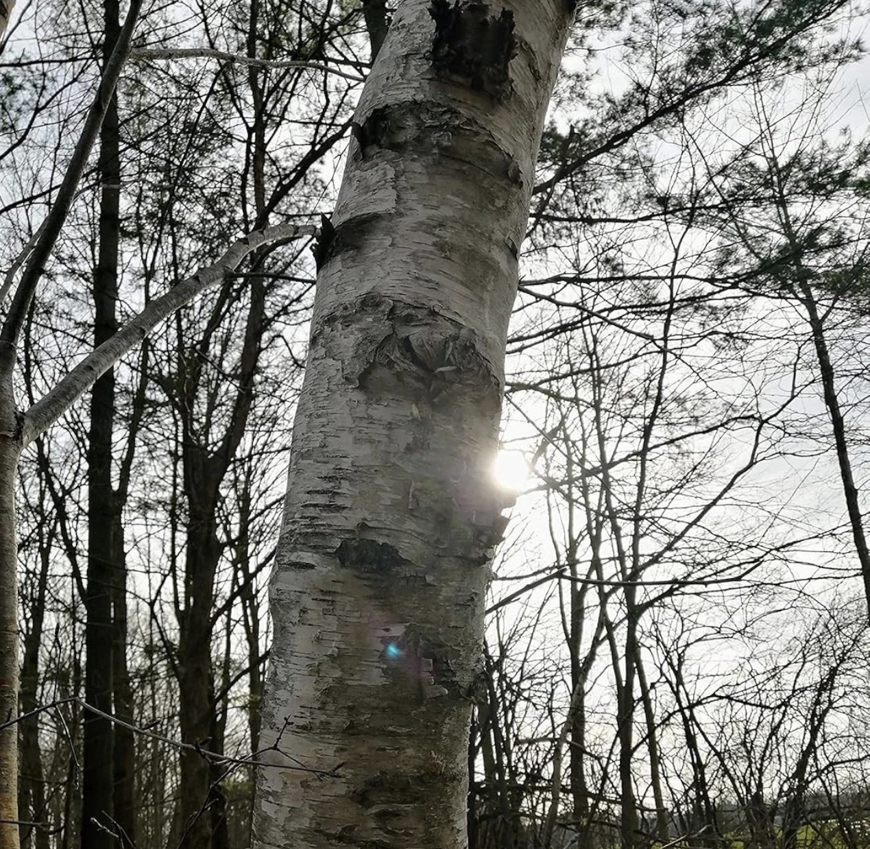 50 Paper Birch Seeds, Betula papyrifera American White Canoe Birch Native Tree