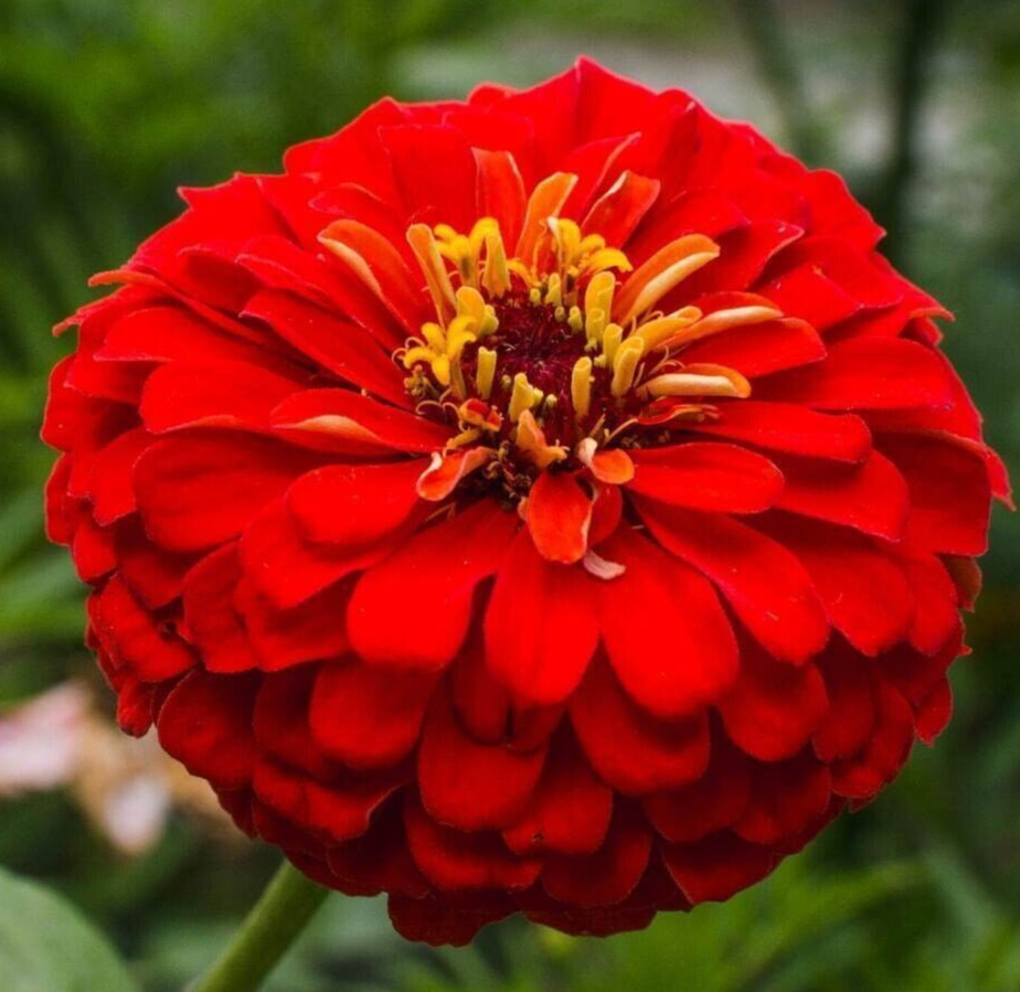 CHERRY QUEEN ZINNIA SEEDS 200+ BEAUTIFUL red ANNUAL flower GARDEN butterflies