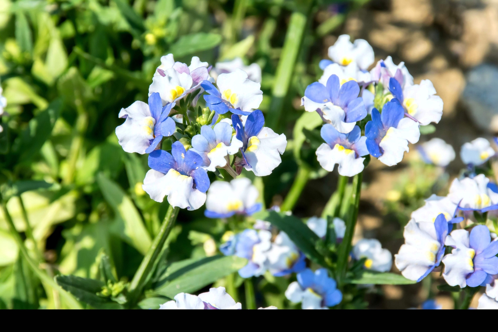 50 BLUE & WHITE Nemesia Strumosa Flower Seeds