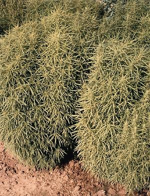 Kochia (Burning Bush) Red 1,000 seeds