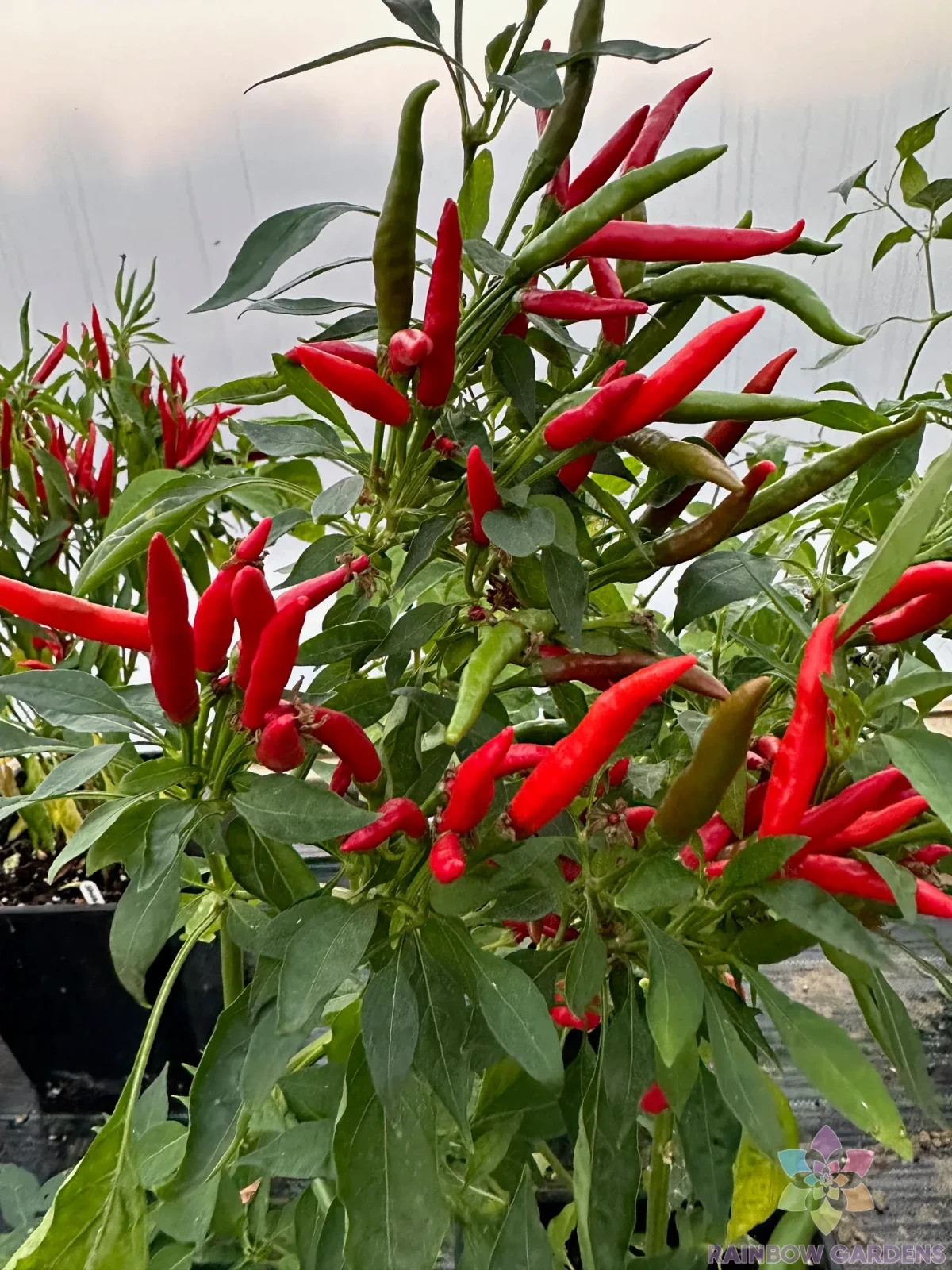 25+ Thai Dragon Hot Pepper Seeds for Garden Planting – USA – FREE SHIPPING!