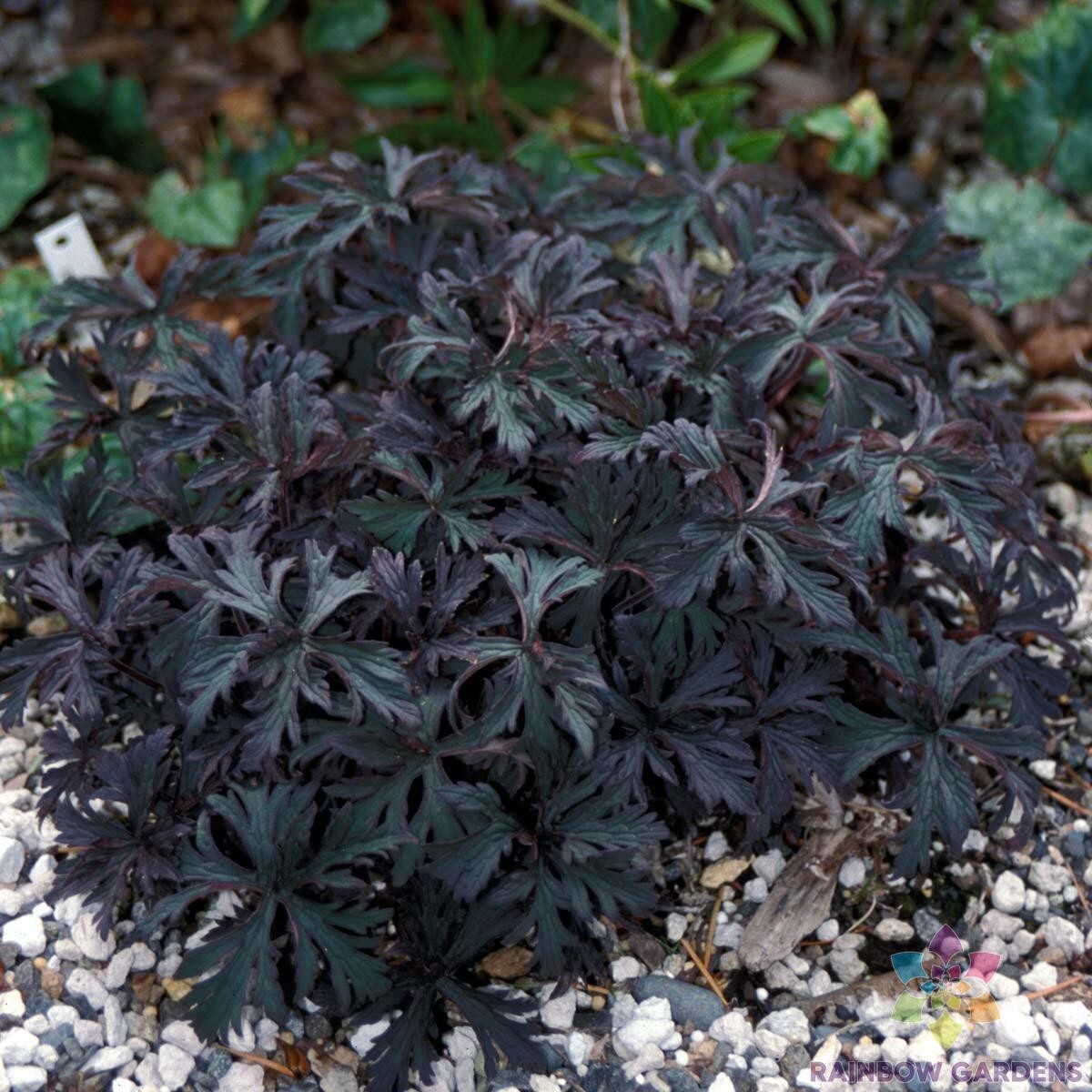 25+ Victor Reiter Junior Geranium Seeds for Garden – USA – FREE SHIPPING!