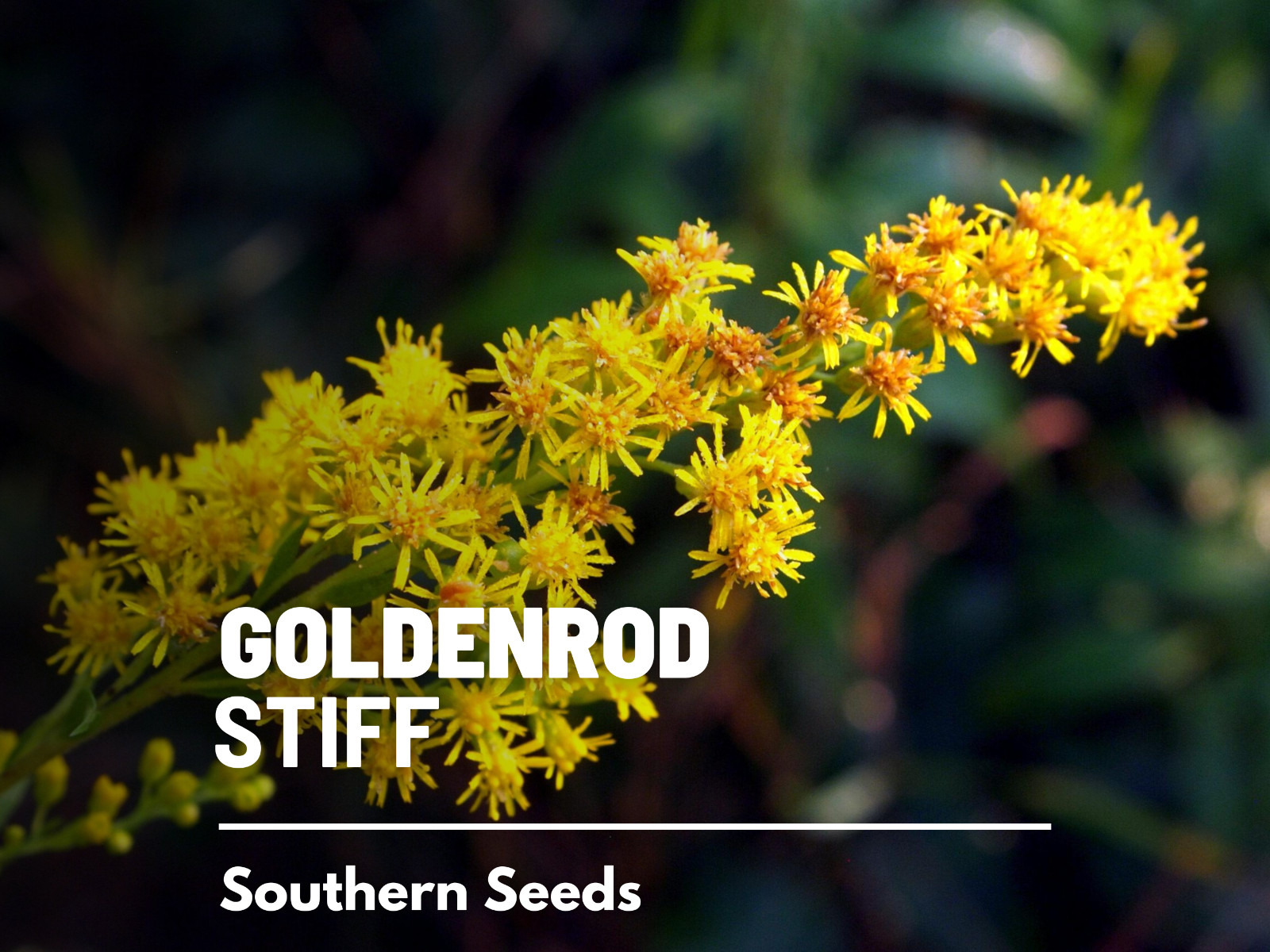 Goldenrod, Stiff- 100 Seeds – Pollen source late in the season (Solidago rigida)