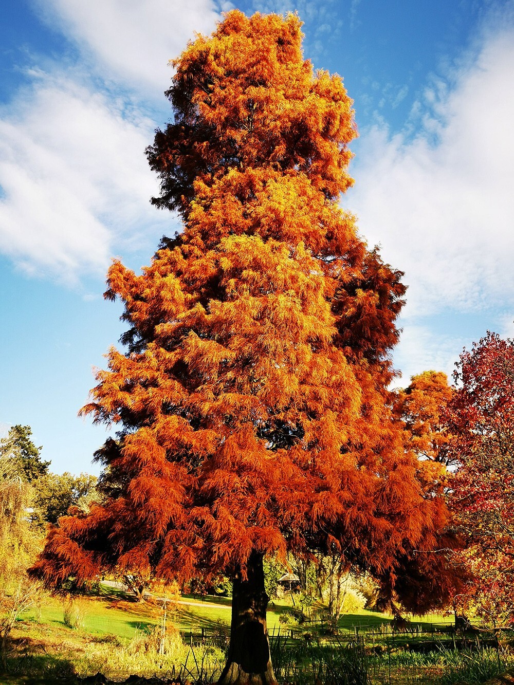 Northern Bald Cypress Tree | Premium Seeds | Taxodium distichum ‘Fall’ | Plants’