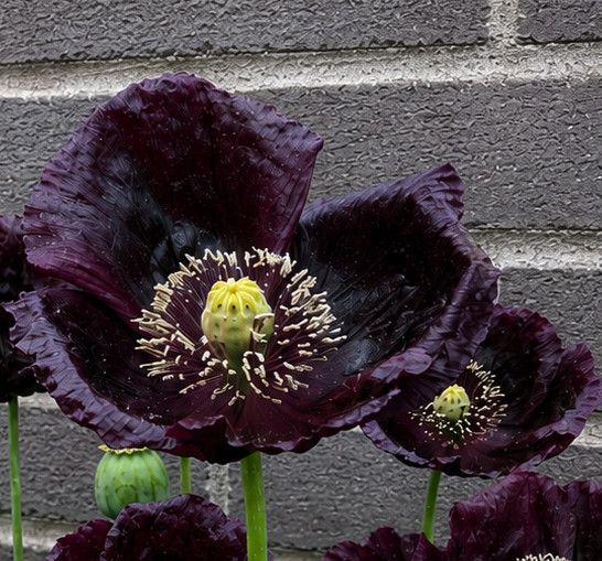 85,000 – 1 Ounce | After Midnight P. Somniferum Poppy Seeds -92% Germ Bulk Seed