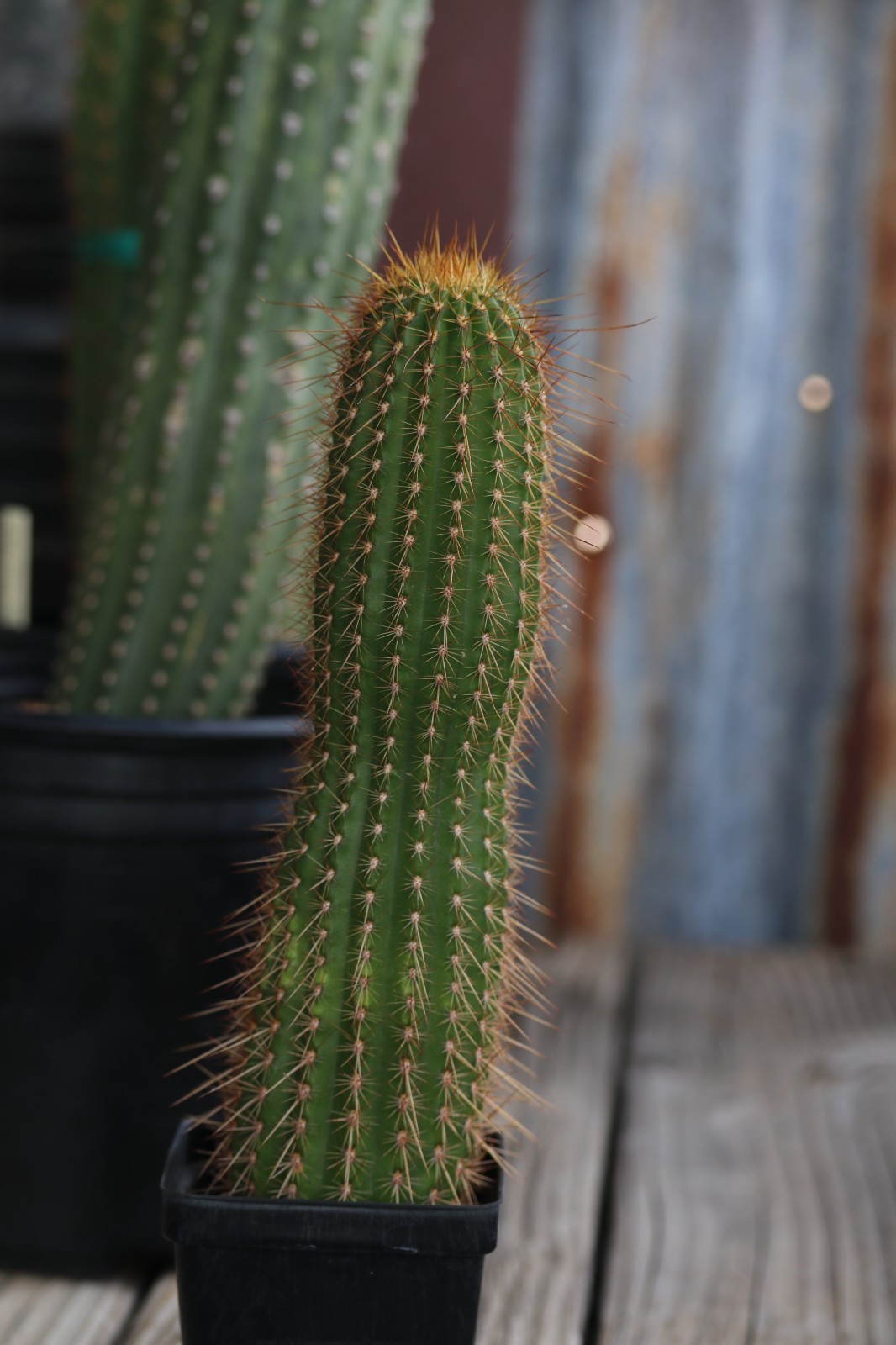 Tricho hybrid ‘Cherry Red’