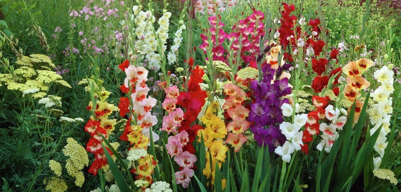 5 Giant Gladiolus Mixed color Collection Bulbs/Corms **Spring Planting
