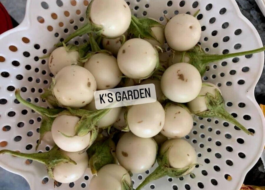 100+PCS WHITE ROUND EGGPLANT SEEDS, CÀ PHÁO TRẮNG, 茄子,berenjena 90% GERMINATION