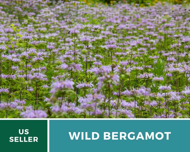Bee Balm, Wild Bergamot – Mintleaf – 100 Seeds, Heirloom Herb (Monarda fistulosa
